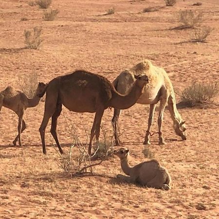 Authentic Bedouin Camp Ram Vadisi Dış mekan fotoğraf