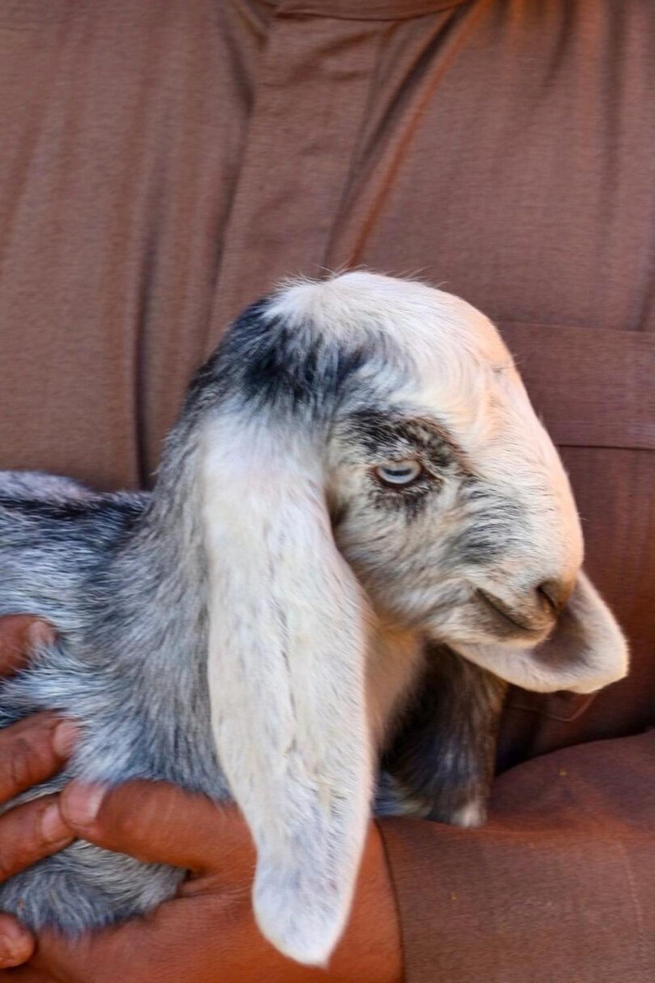 Authentic Bedouin Camp Ram Vadisi Dış mekan fotoğraf