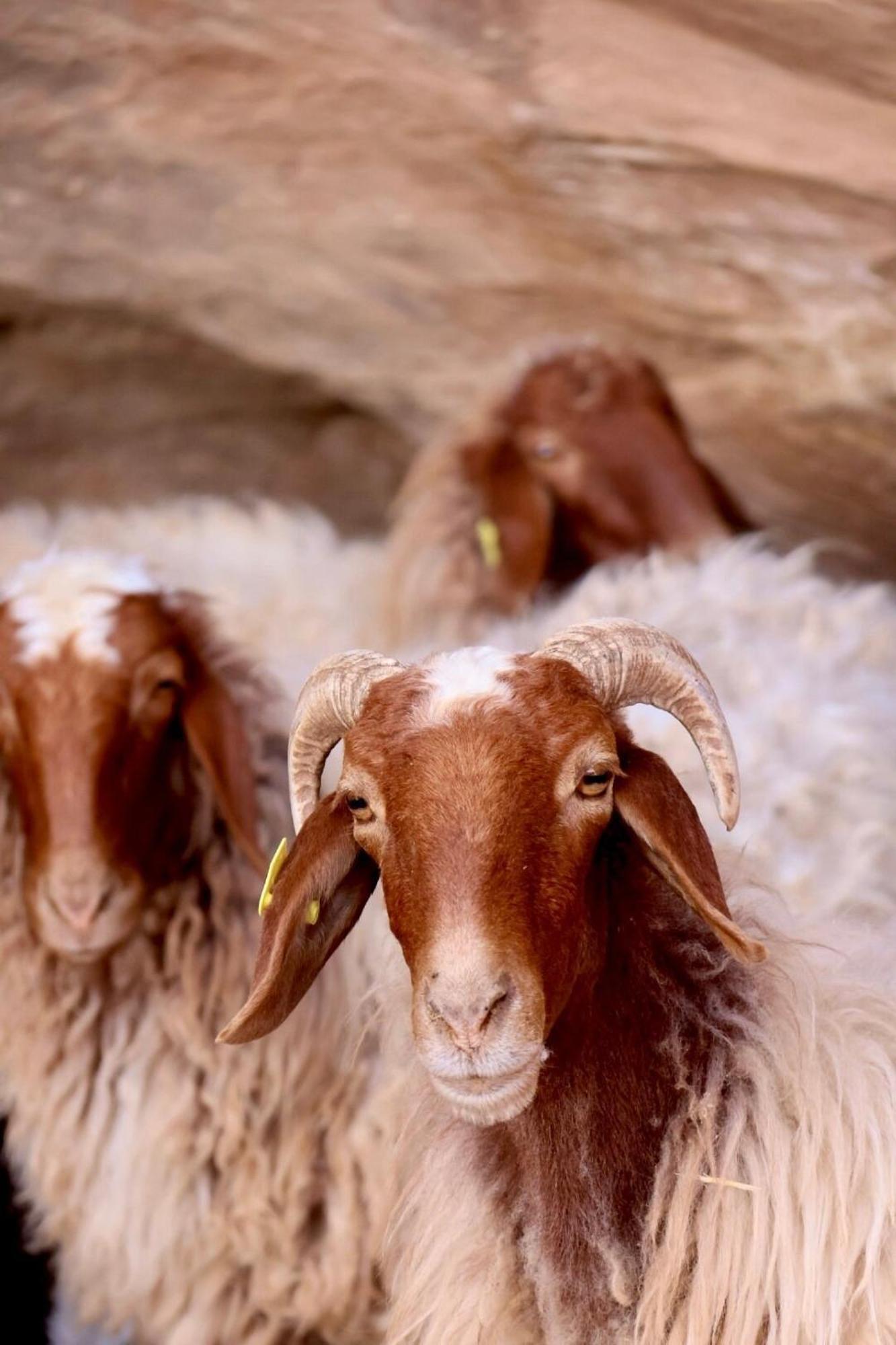 Authentic Bedouin Camp Ram Vadisi Dış mekan fotoğraf