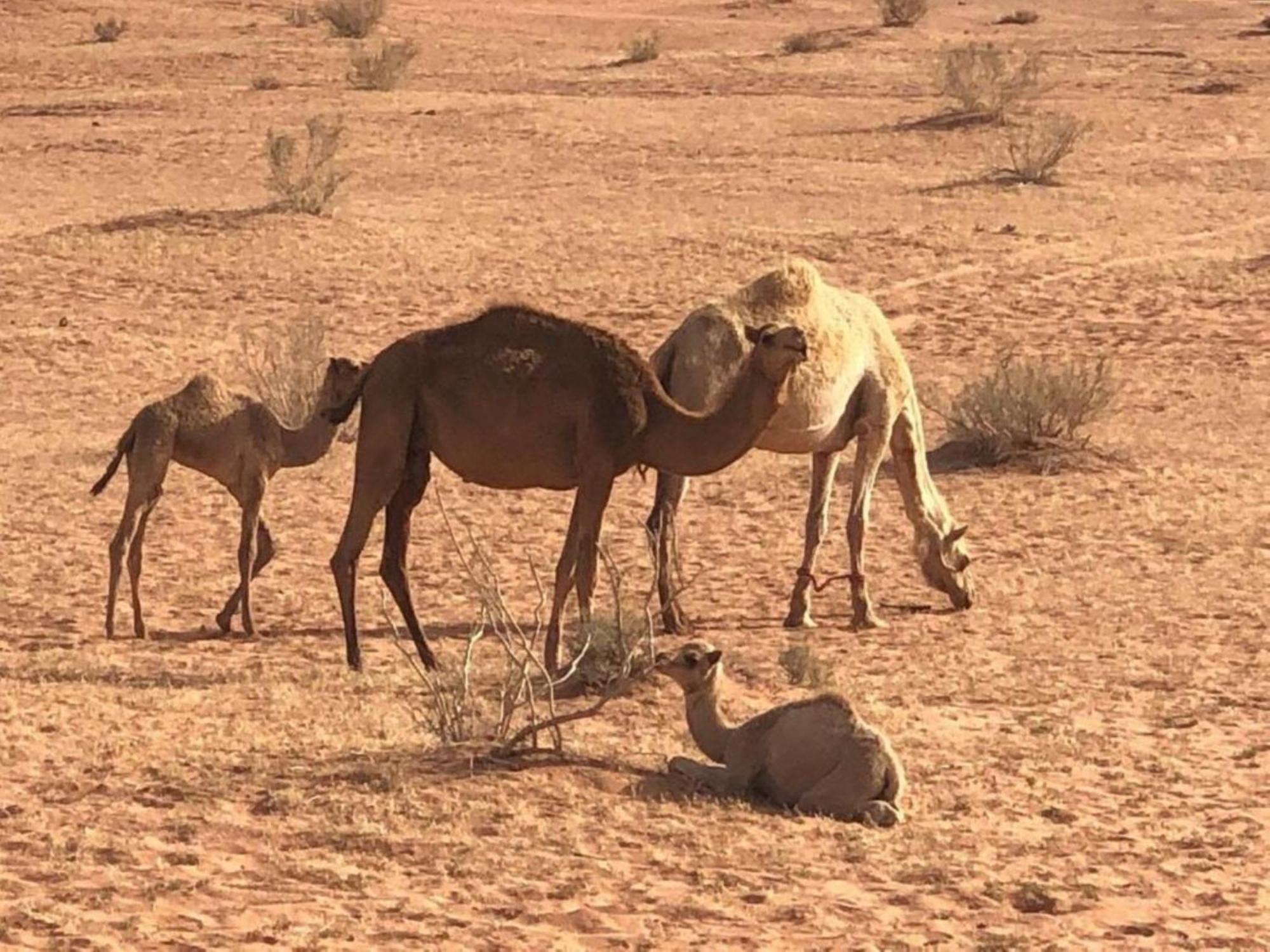 Authentic Bedouin Camp Ram Vadisi Dış mekan fotoğraf